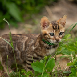 Bengal NOV Valentino