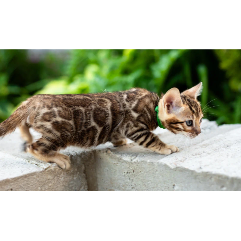 Bengal NOV Valentino