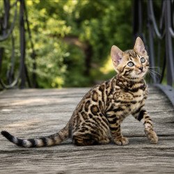 Bengal NOV Amur
