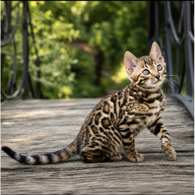 Bengal NOV Amur