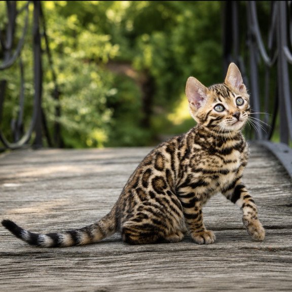 Bengal NOV Ariella
