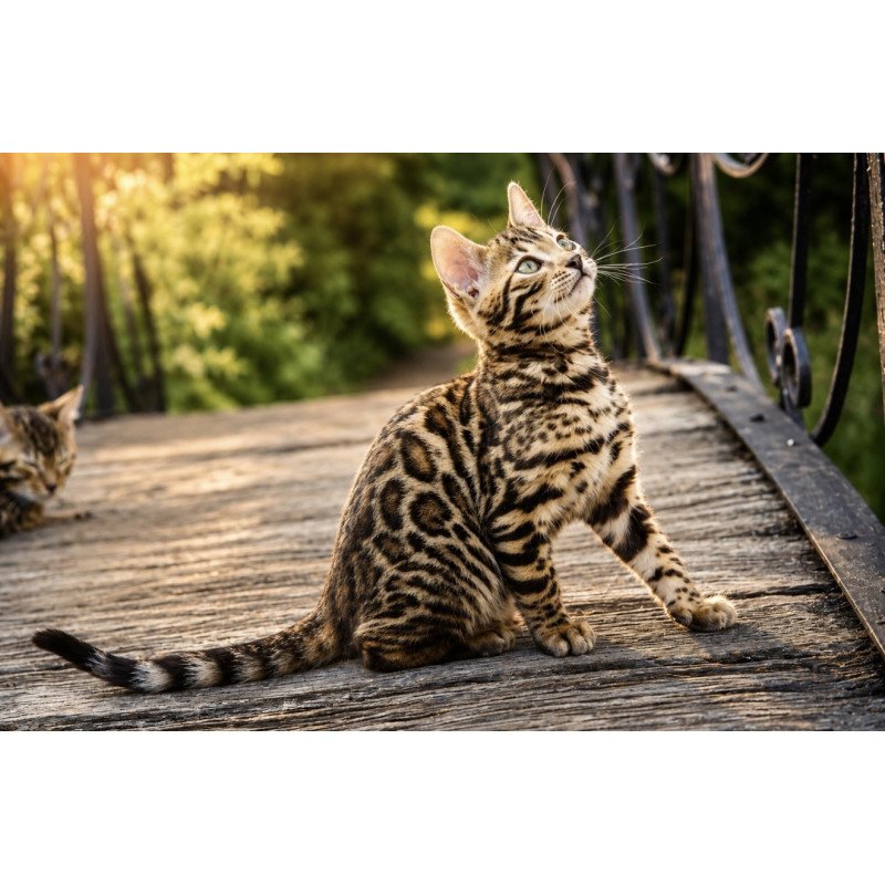 Bengal NOV Ariella