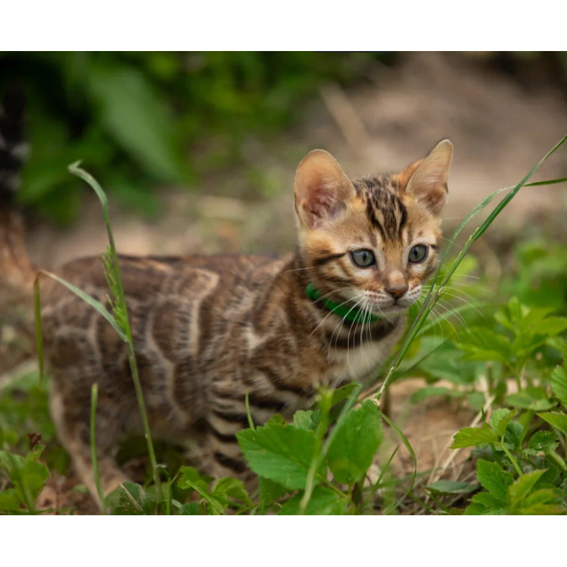 Bengal NOV Ariella
