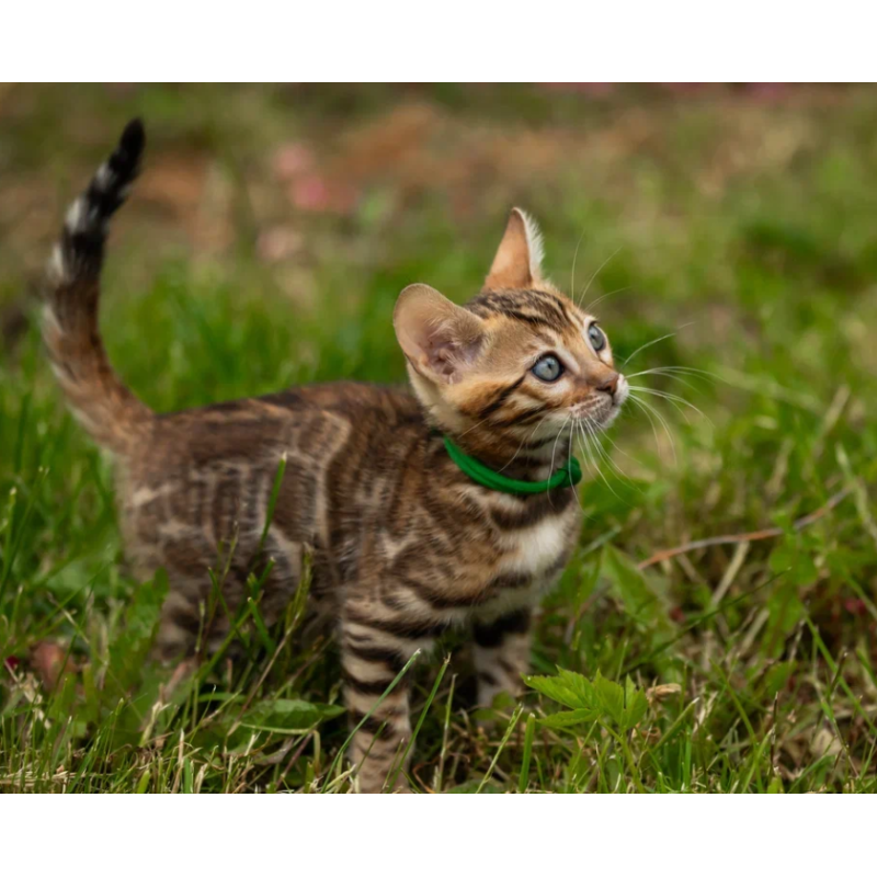 Bengal NOV Ariella