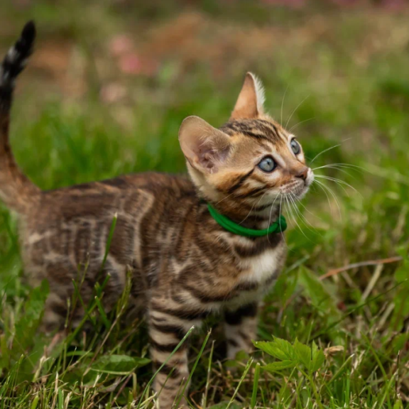 Bengal NOV Ariella
