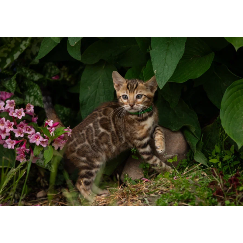 Bengal NOV Amur