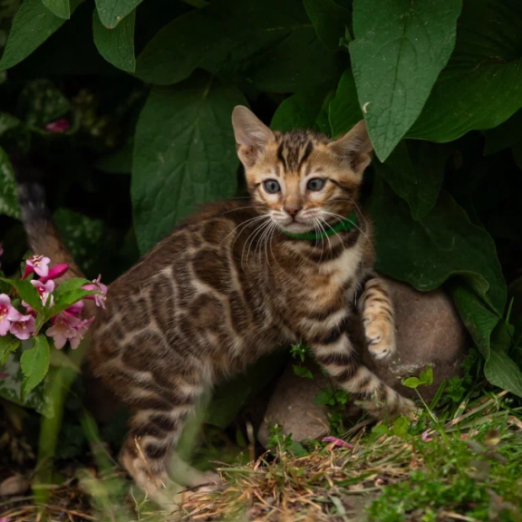 Bengal NOV Amur