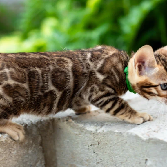 Bengal NOV Ariella