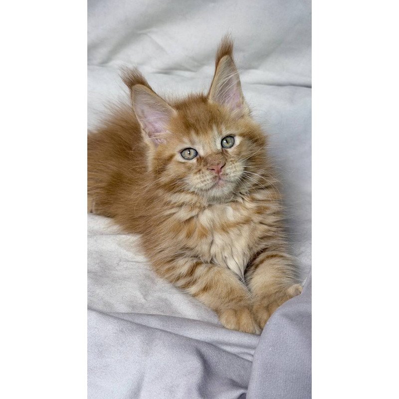 Maine Coon NOV Hermes
