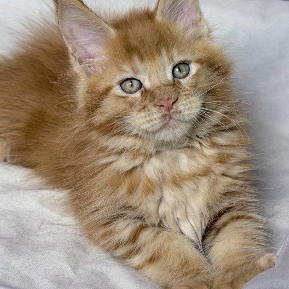 Maine Coon NOV Hermes