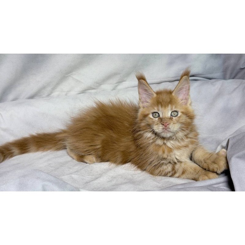 Maine Coon NOV Hermes