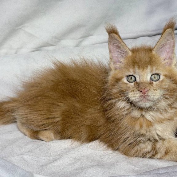 Maine Coon NOV Hermes