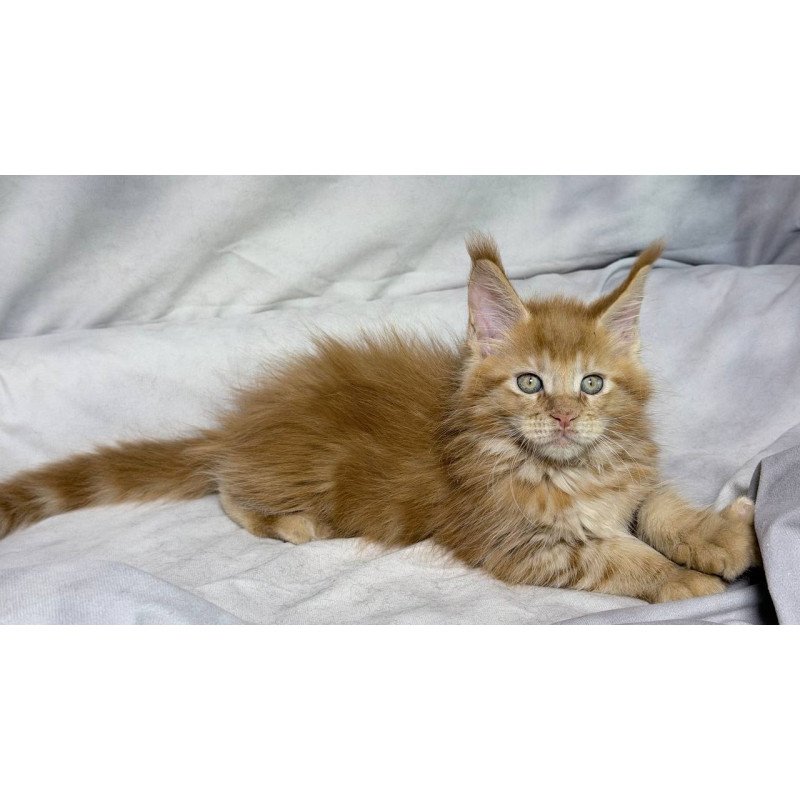 Maine Coon NOV Hermes