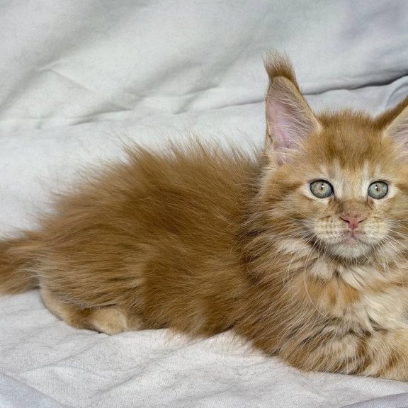 Maine Coon NOV Hermes