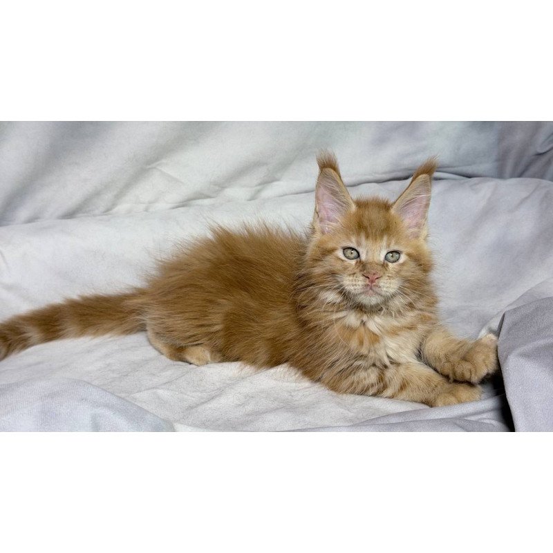 Maine Coon NOV Hermes