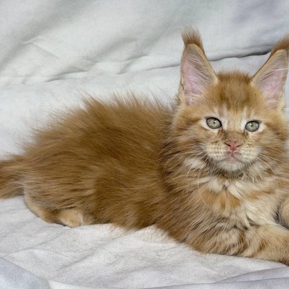 Maine Coon NOV Hermes