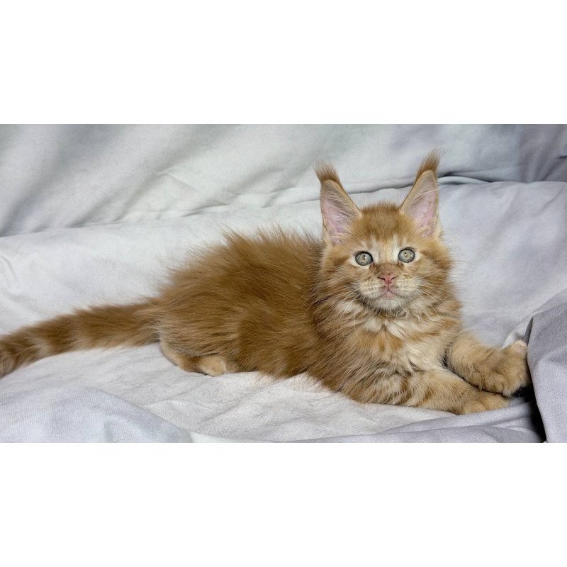 Maine Coon NOV Hermes