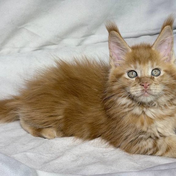 Maine Coon NOV Hermes