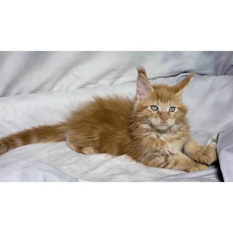 Maine Coon NOV Hermes