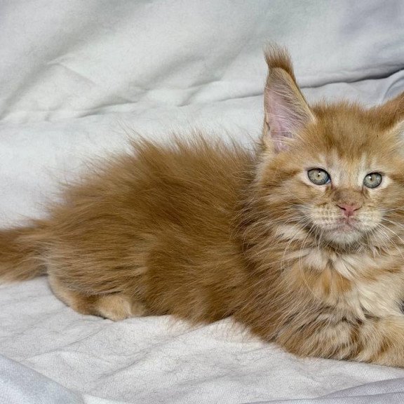 Maine Coon NOV Hermes