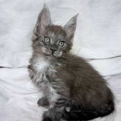 Maine Coon NOV Imperius...