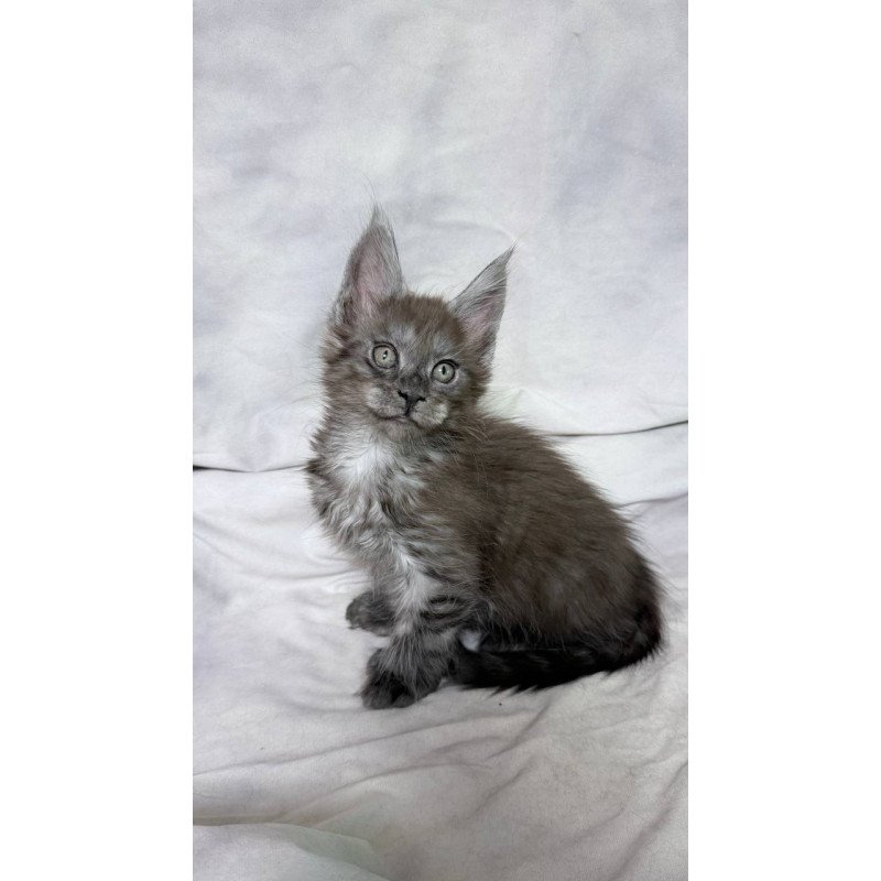 Maine Coon NOV Ice Polydactyl