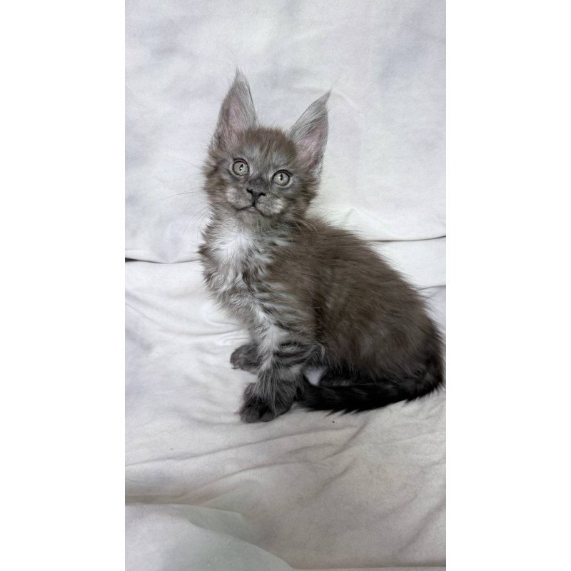 Maine Coon NOV Imperius Polydactyl