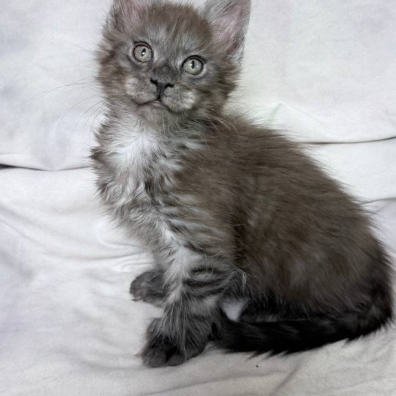Maine Coon NOV Ice Polydactyl