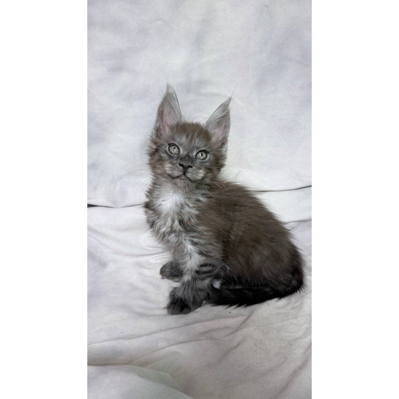 Maine Coon NOV Ice Polydactyl