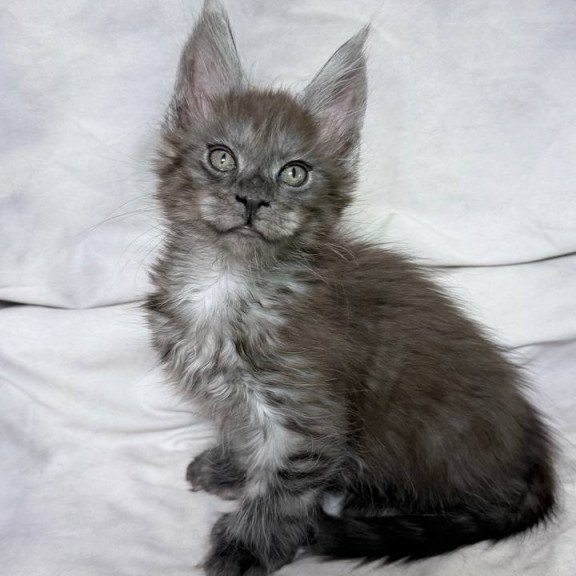 Maine Coon NOV Ice Polydactyl
