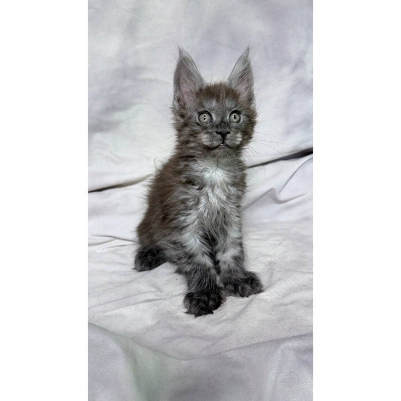 Maine Coon NOV Ice Polydactyl