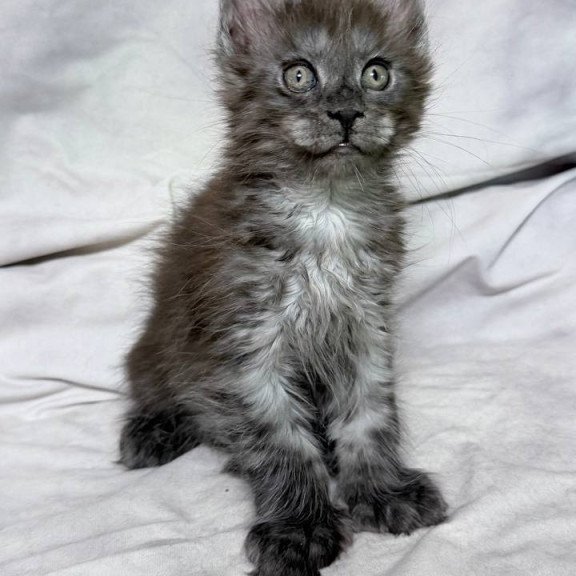 Maine Coon NOV Imperius Polydactyl