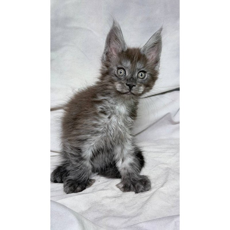 Maine Coon NOV Ice Polydactyl