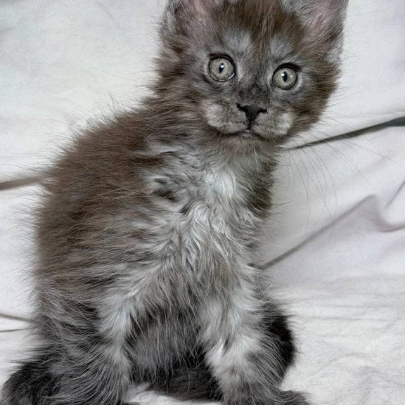 Maine Coon NOV Ice Polydactyl