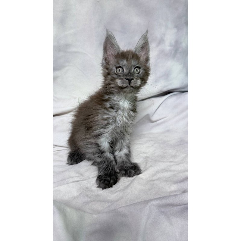 Maine Coon NOV Imperius Polydactyl