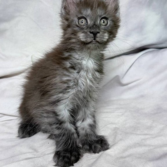 Maine Coon NOV Imperius Polydactyl