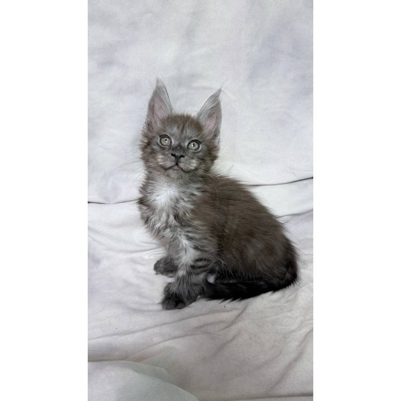 Maine Coon NOV Ice Polydactyl