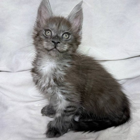 Maine Coon NOV Imperius Polydactyl