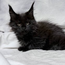 Maine Coon NOV Galatea