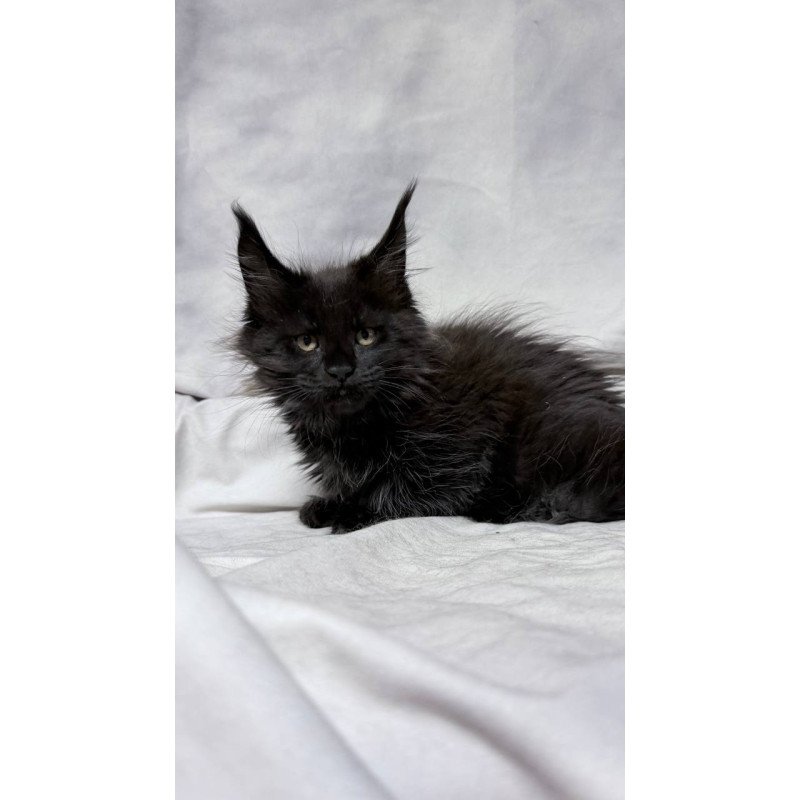 Maine Coon NOV Galatea