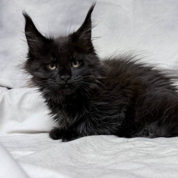 Maine Coon NOV Galatea