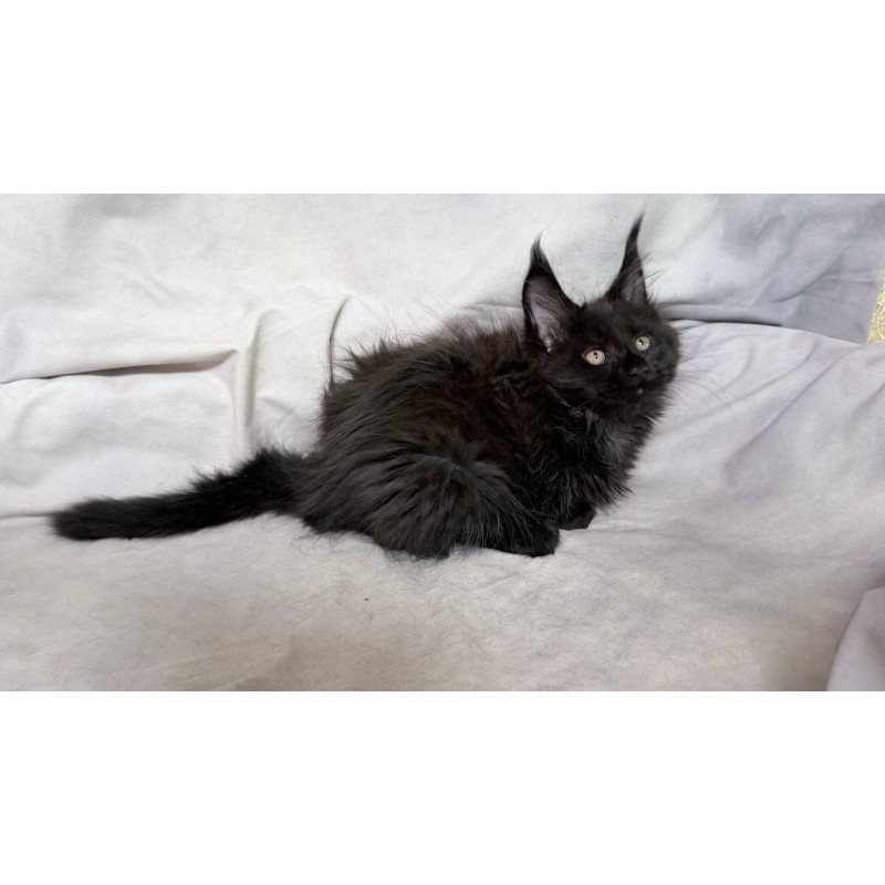 Maine Coon NOV Galatea