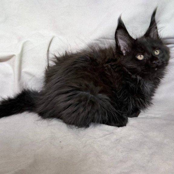 Maine Coon NOV Galatea