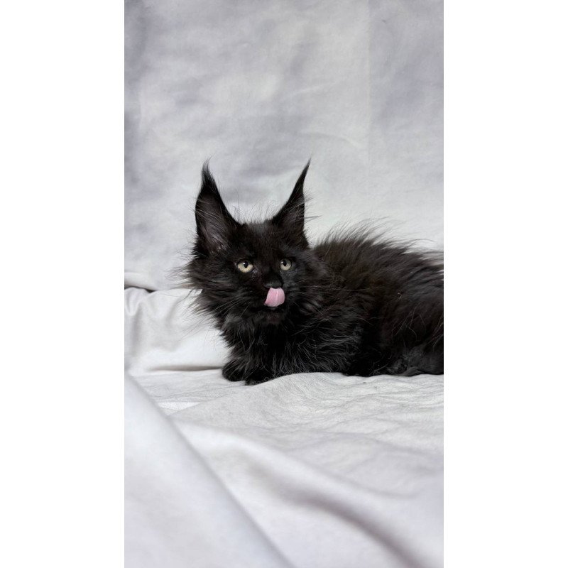 Maine Coon NOV Galatea