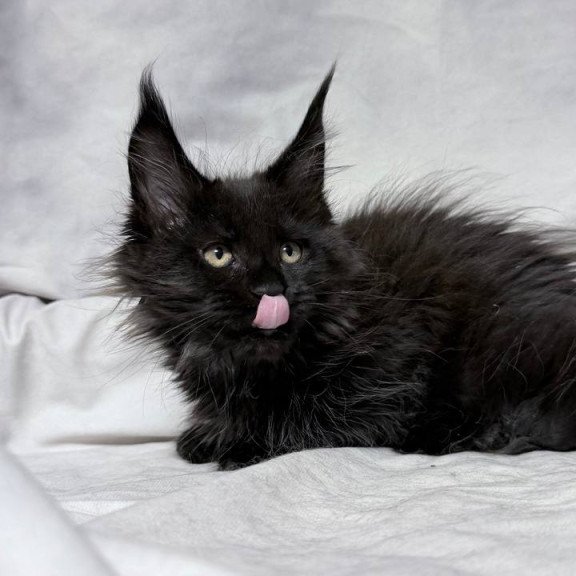 Maine Coon NOV Galatea