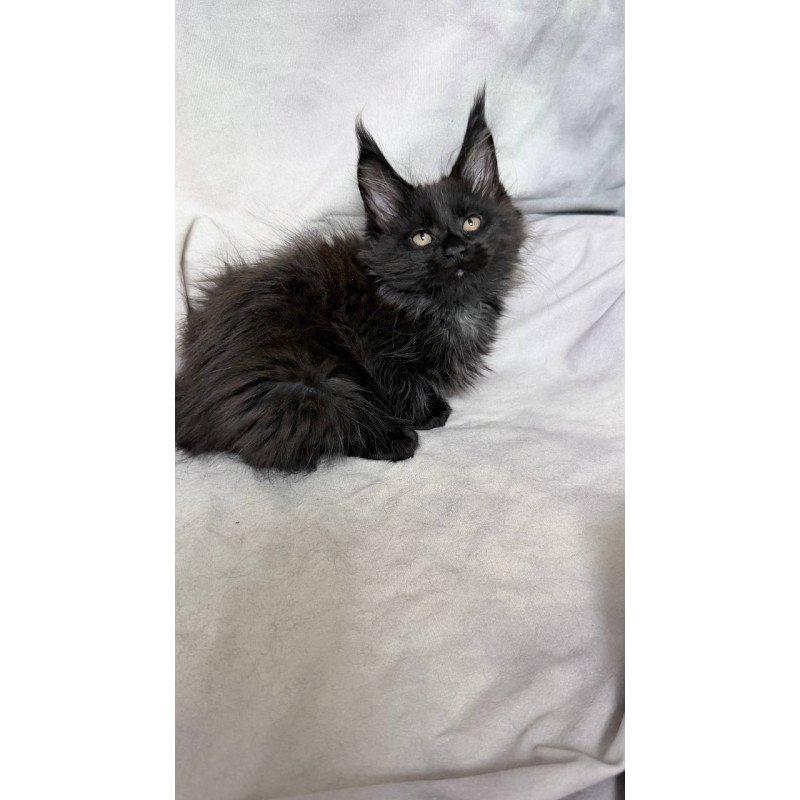 Maine Coon NOV Galatea
