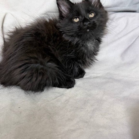 Maine Coon NOV Galatea