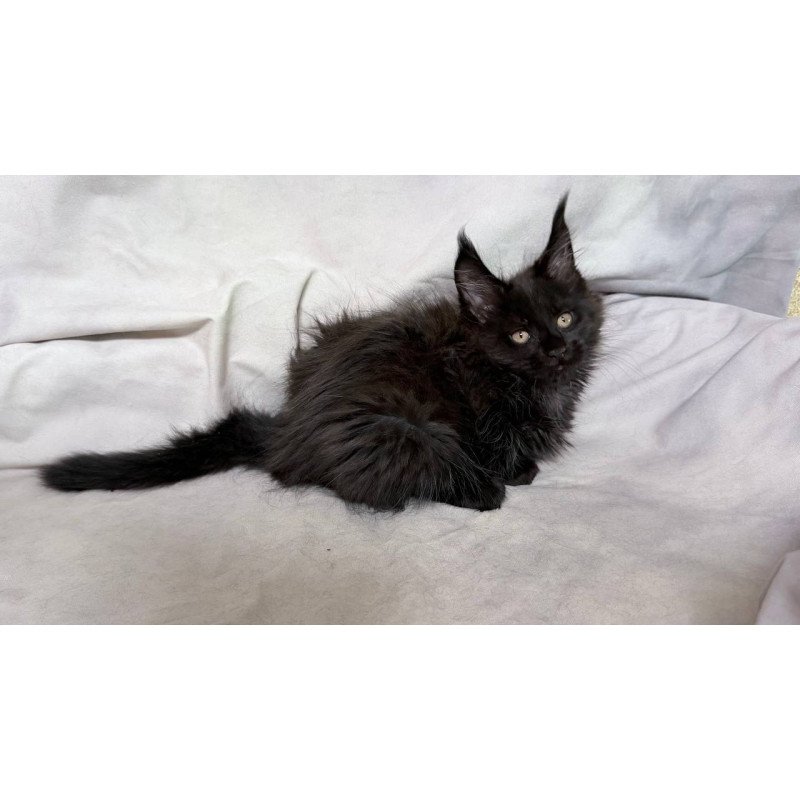 Maine Coon NOV Galatea