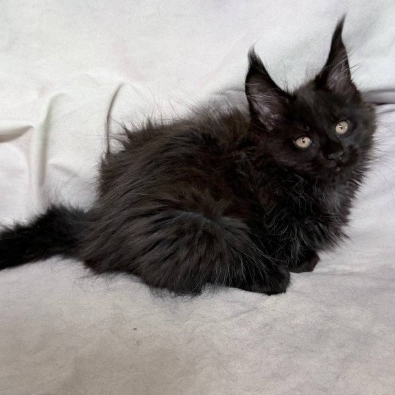 Maine Coon NOV Galatea
