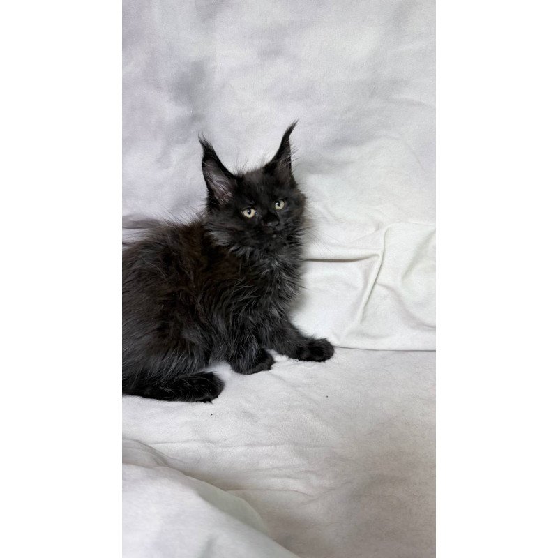 Maine Coon NOV Galatea